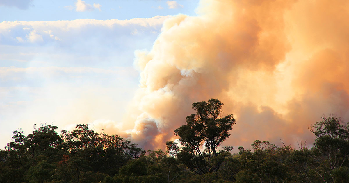 The Australia Fires and Our Future