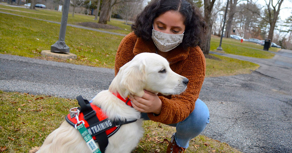 Meet Roger, Babson College’s Community Resource Dog