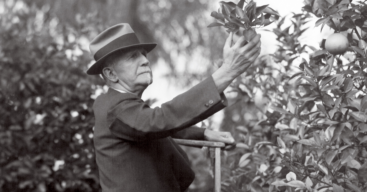 Roger Babson on a ladder picking an apple from a tree