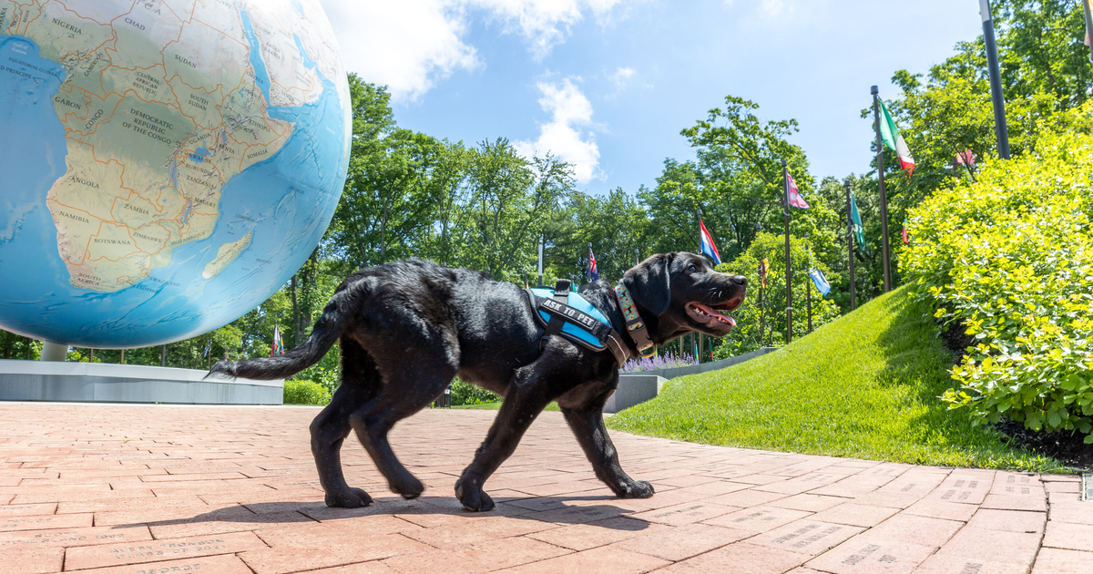 Gracie walks on campus in front of Babson World Globe