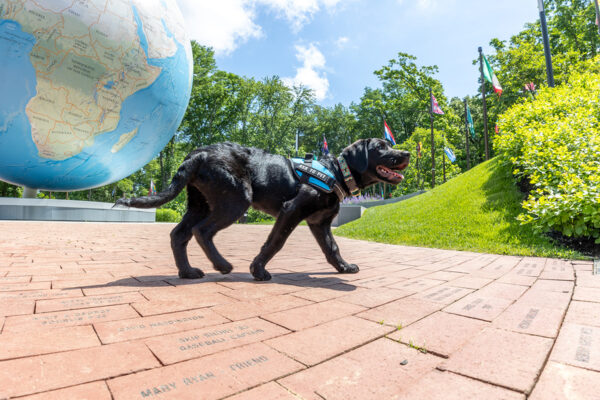 Gracie the dog walks in front of the Globe on campus