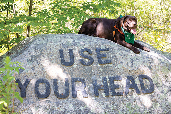 Flossy the dog lies on the Use Your Head boulder