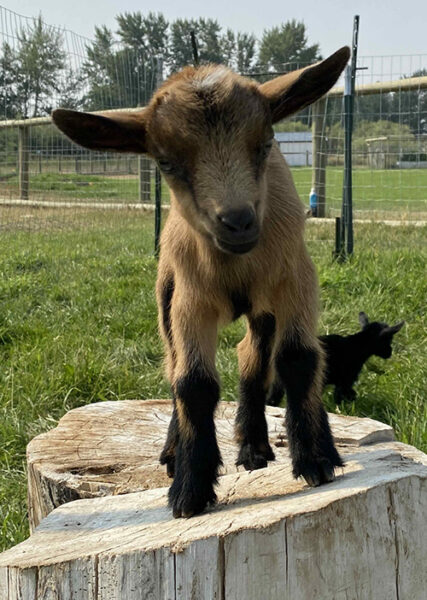 A Nigerian dwarf goat, standing on a tree stump, looks directly at the camera
