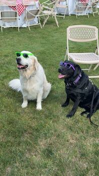 Community resource dogs at Babson College.